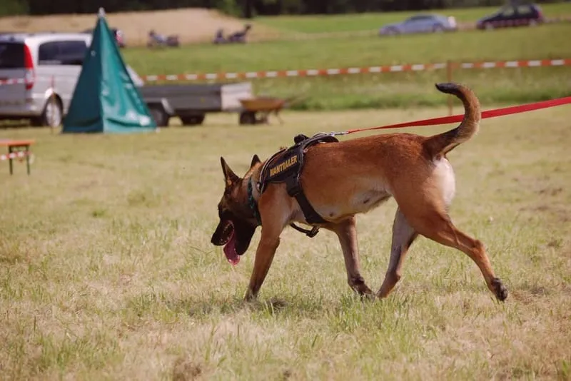 Detektei-Ermittler mit Mantrailer-Hund im Einsatz: Belgische Malinois auf Spurensuche, Wiese, rote Leine, Fahrzeuge, Zelt.