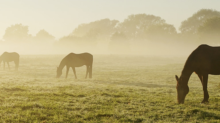 Thema: Pferdeschlitzer - Wie Sie Ihre Tiere schützen